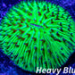 LPS - Disc Coral- Fungia  WYSIWYG 2cm LPS - Disc Coral- Fungia  WYSIWYG 2cm LPS LPS - Disc Coral- Fungia  WYSIWYG 2cm Zeo Box Reef