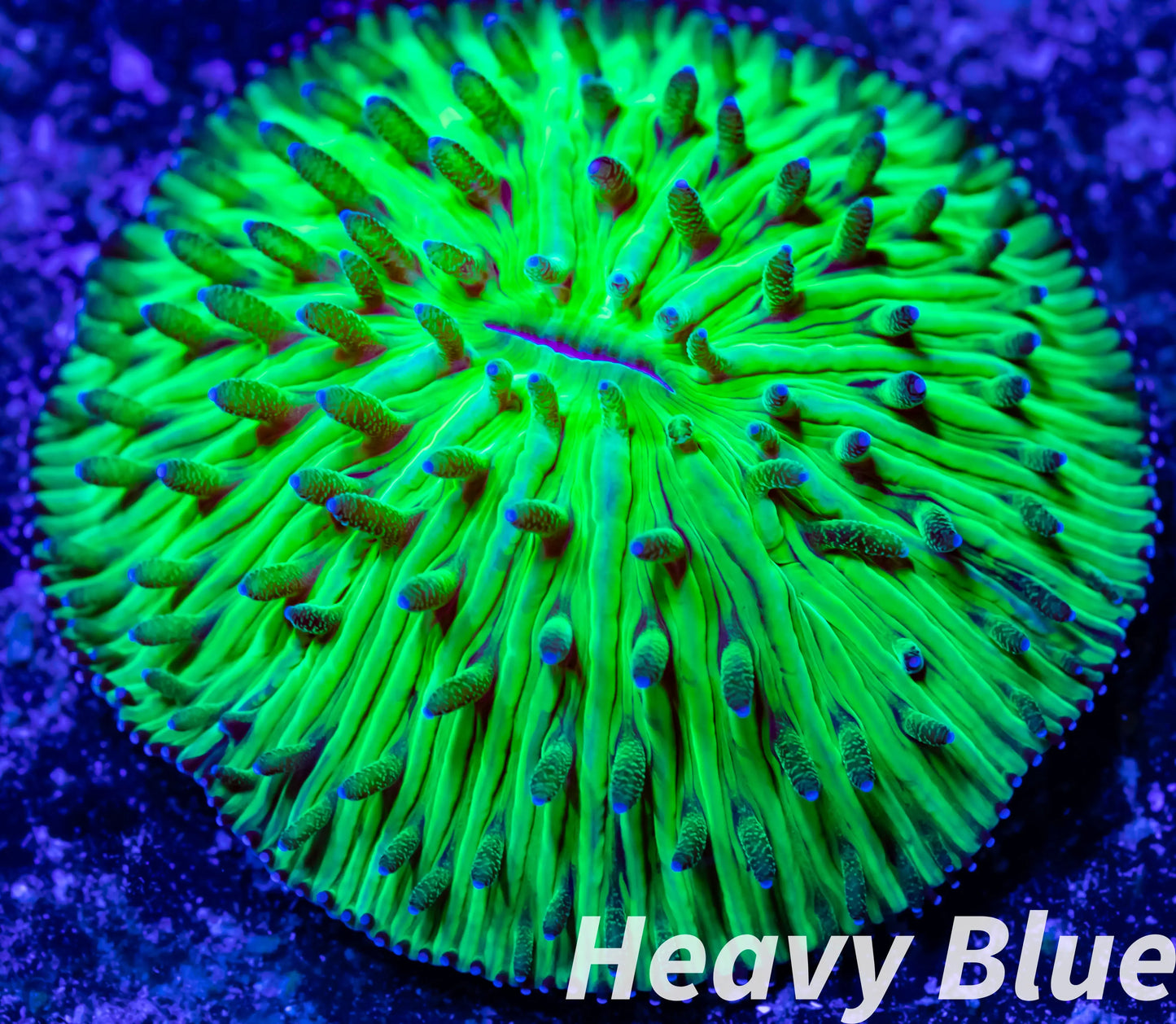 LPS - Disc Coral- Fungia  WYSIWYG 2cm LPS - Disc Coral- Fungia  WYSIWYG 2cm LPS LPS - Disc Coral- Fungia  WYSIWYG 2cm Zeo Box Reef