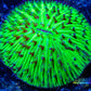 LPS - Disc Coral- Fungia  WYSIWYG 2cm LPS - Disc Coral- Fungia  WYSIWYG 2cm LPS LPS - Disc Coral- Fungia  WYSIWYG 2cm Zeo Box Reef