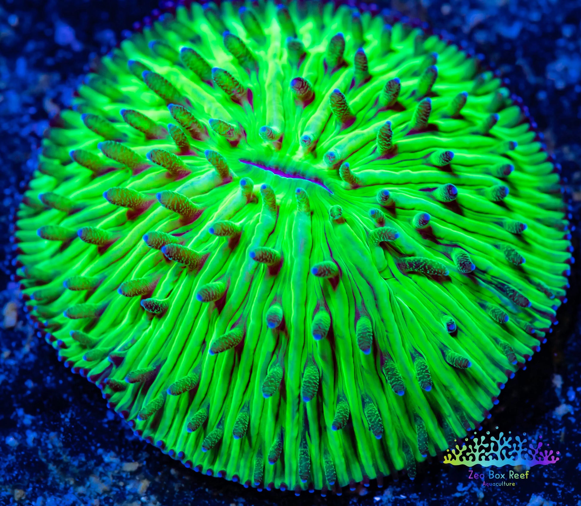 LPS - Disc Coral- Fungia  WYSIWYG 2cm LPS - Disc Coral- Fungia  WYSIWYG 2cm LPS LPS - Disc Coral- Fungia  WYSIWYG 2cm Zeo Box Reef