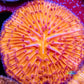 LPS - Disc Coral- Ultra Orange Fungia Coral  WYSIWYG Large 5cm LPS - Disc Coral- Ultra Orange Fungia Coral  WYSIWYG Large 5cm LPS LPS - Disc Coral- Ultra Orange Fungia Coral  WYSIWYG Large 5cm Zeo Box Reef