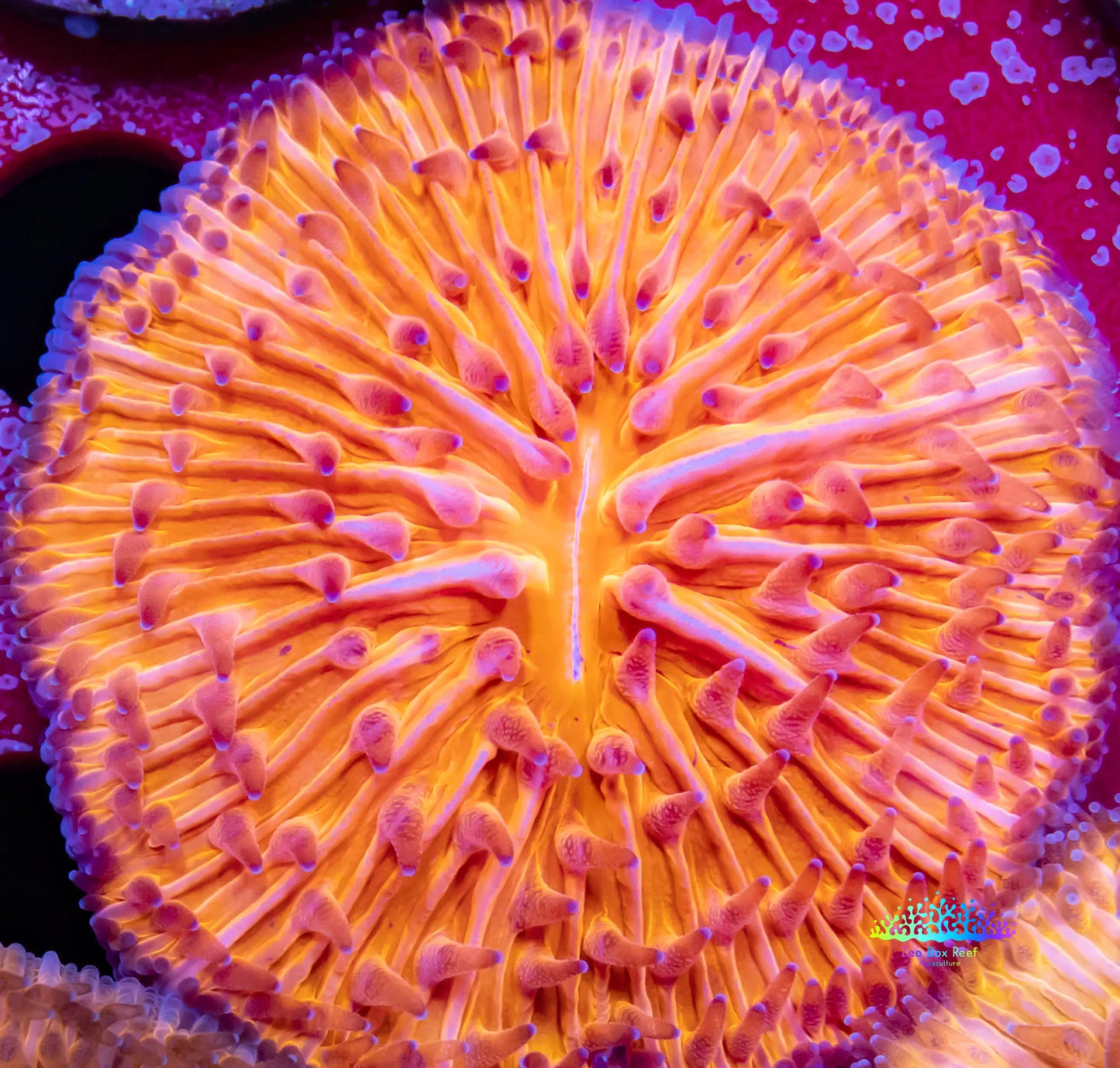 LPS - Disc Coral- Ultra Orange Fungia Coral  WYSIWYG Large 5cm LPS - Disc Coral- Ultra Orange Fungia Coral  WYSIWYG Large 5cm LPS LPS - Disc Coral- Ultra Orange Fungia Coral  WYSIWYG Large 5cm Zeo Box Reef