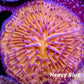 LPS - Disc Coral- Ultra Orange Fungia Coral  WYSIWYG Large 5cm LPS - Disc Coral- Ultra Orange Fungia Coral  WYSIWYG Large 5cm LPS LPS - Disc Coral- Ultra Orange Fungia Coral  WYSIWYG Large 5cm Zeo Box Reef