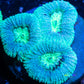 LPS-  Favia Coral- LPS-  Favia  Frag LPS-  Favia Coral- LPS-  Favia  Frag Aquarium Decor LPS-  Favia Coral- LPS-  Favia  Frag Zeo Box Reef
