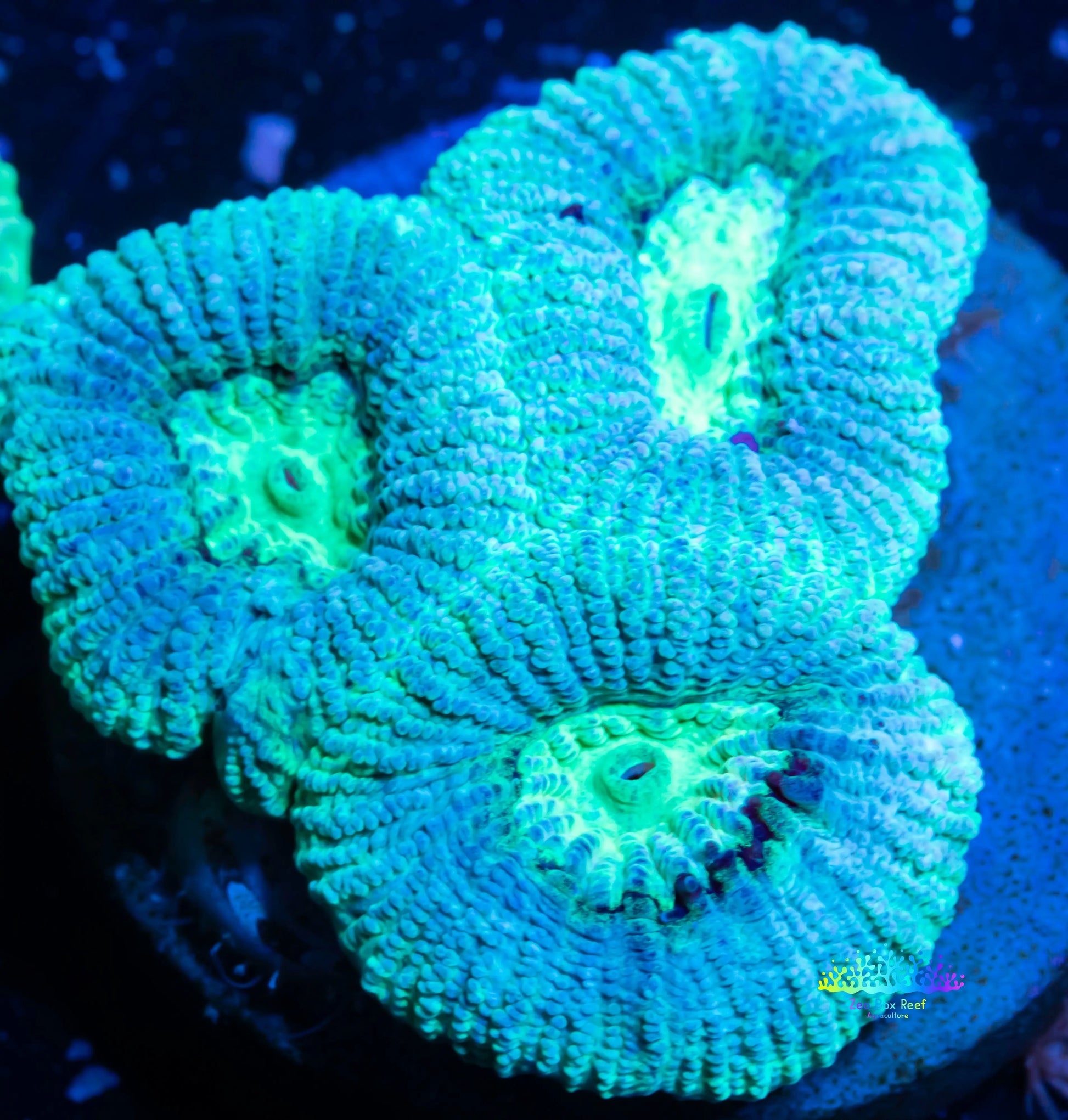 LPS-  Favia Coral- LPS-  Favia  Frag LPS-  Favia Coral- LPS-  Favia  Frag Aquarium Decor LPS-  Favia Coral- LPS-  Favia  Frag Zeo Box Reef