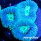 LPS-  Favia Coral- LPS-  Favia  Frag LPS-  Favia Coral- LPS-  Favia  Frag Aquarium Decor LPS-  Favia Coral- LPS-  Favia  Frag Zeo Box Reef