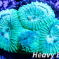 LPS-  Favia Coral- LPS- Melo Yellow Favia  Frag LPS-  Favia Coral- LPS- Melo Yellow Favia  Frag Aquarium Decor LPS-  Favia Coral- LPS- Melo Yellow Favia  Frag Zeo Box Reef