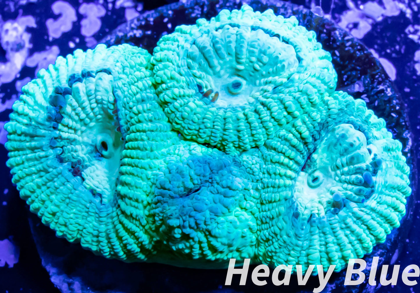 LPS-  Favia Coral- LPS- Melo Yellow Favia  Frag LPS-  Favia Coral- LPS- Melo Yellow Favia  Frag Aquarium Decor LPS-  Favia Coral- LPS- Melo Yellow Favia  Frag Zeo Box Reef