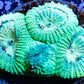 LPS-  Favia Coral- LPS- Melo Yellow Favia  Frag LPS-  Favia Coral- LPS- Melo Yellow Favia  Frag Aquarium Decor LPS-  Favia Coral- LPS- Melo Yellow Favia  Frag Zeo Box Reef