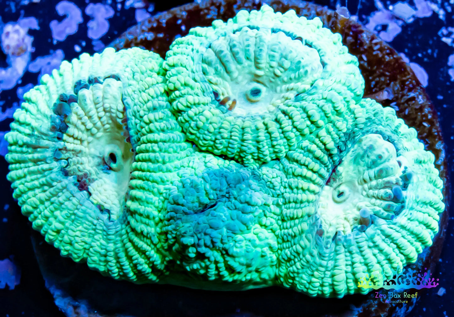 LPS-  Favia Coral- LPS- Melo Yellow Favia  Frag LPS-  Favia Coral- LPS- Melo Yellow Favia  Frag Aquarium Decor LPS-  Favia Coral- LPS- Melo Yellow Favia  Frag Zeo Box Reef