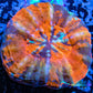 LPS - Scolymia Australis- Ultra WYSIWYG War Paint  Scoly Coral 3cm LPS - Scolymia Australis- Ultra WYSIWYG War Paint  Scoly Coral 3cm LPS LPS - Scolymia Australis- Ultra WYSIWYG War Paint  Scoly Coral 3cm Zeo Box Reef