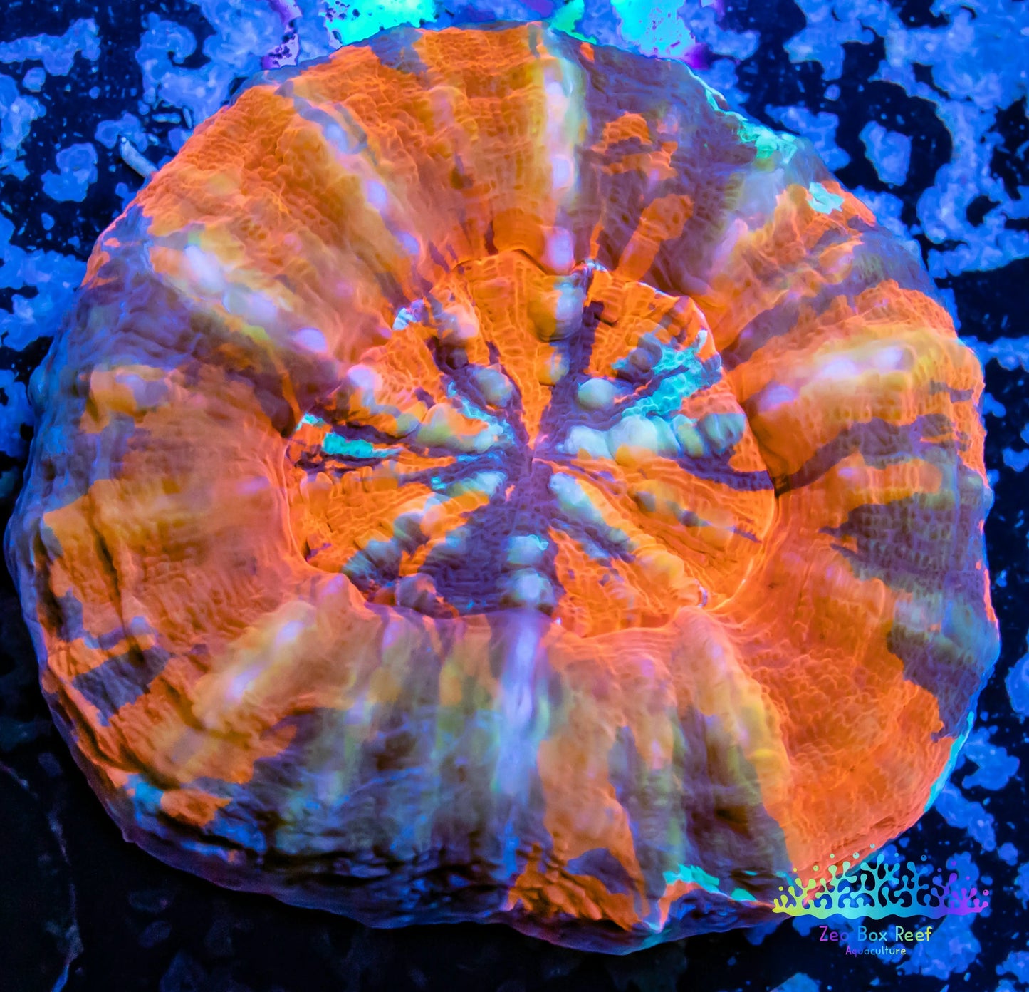 LPS - Scolymia Australis- Ultra WYSIWYG War Paint  Scoly Coral 3cm LPS - Scolymia Australis- Ultra WYSIWYG War Paint  Scoly Coral 3cm LPS LPS - Scolymia Australis- Ultra WYSIWYG War Paint  Scoly Coral 3cm Zeo Box Reef