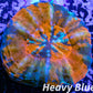 LPS - Scolymia Australis- Ultra WYSIWYG War Paint  Scoly Coral 3cm LPS - Scolymia Australis- Ultra WYSIWYG War Paint  Scoly Coral 3cm LPS LPS - Scolymia Australis- Ultra WYSIWYG War Paint  Scoly Coral 3cm Zeo Box Reef