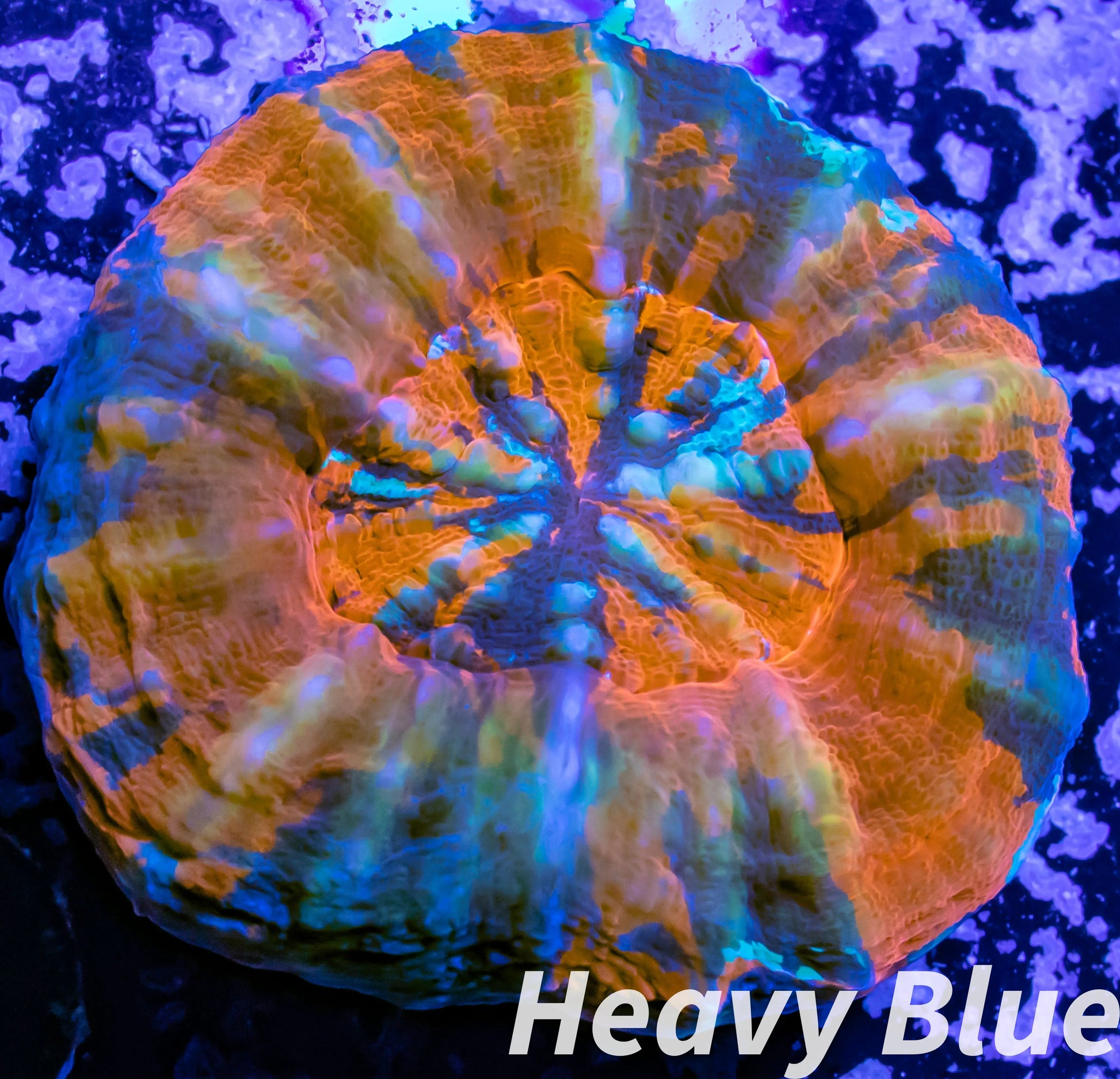 LPS - Scolymia Australis- Ultra WYSIWYG War Paint  Scoly Coral 3cm LPS - Scolymia Australis- Ultra WYSIWYG War Paint  Scoly Coral 3cm LPS LPS - Scolymia Australis- Ultra WYSIWYG War Paint  Scoly Coral 3cm Zeo Box Reef