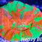 LPS - Scolymia Australis- WYSIWYG Ultra Bleeding Apple Scoly Coral 3cm LPS - Scolymia Australis- WYSIWYG Ultra Bleeding Apple Scoly Coral 3cm LPS LPS - Scolymia Australis- WYSIWYG Ultra Bleeding Apple Scoly Coral 3cm Zeo Box Reef