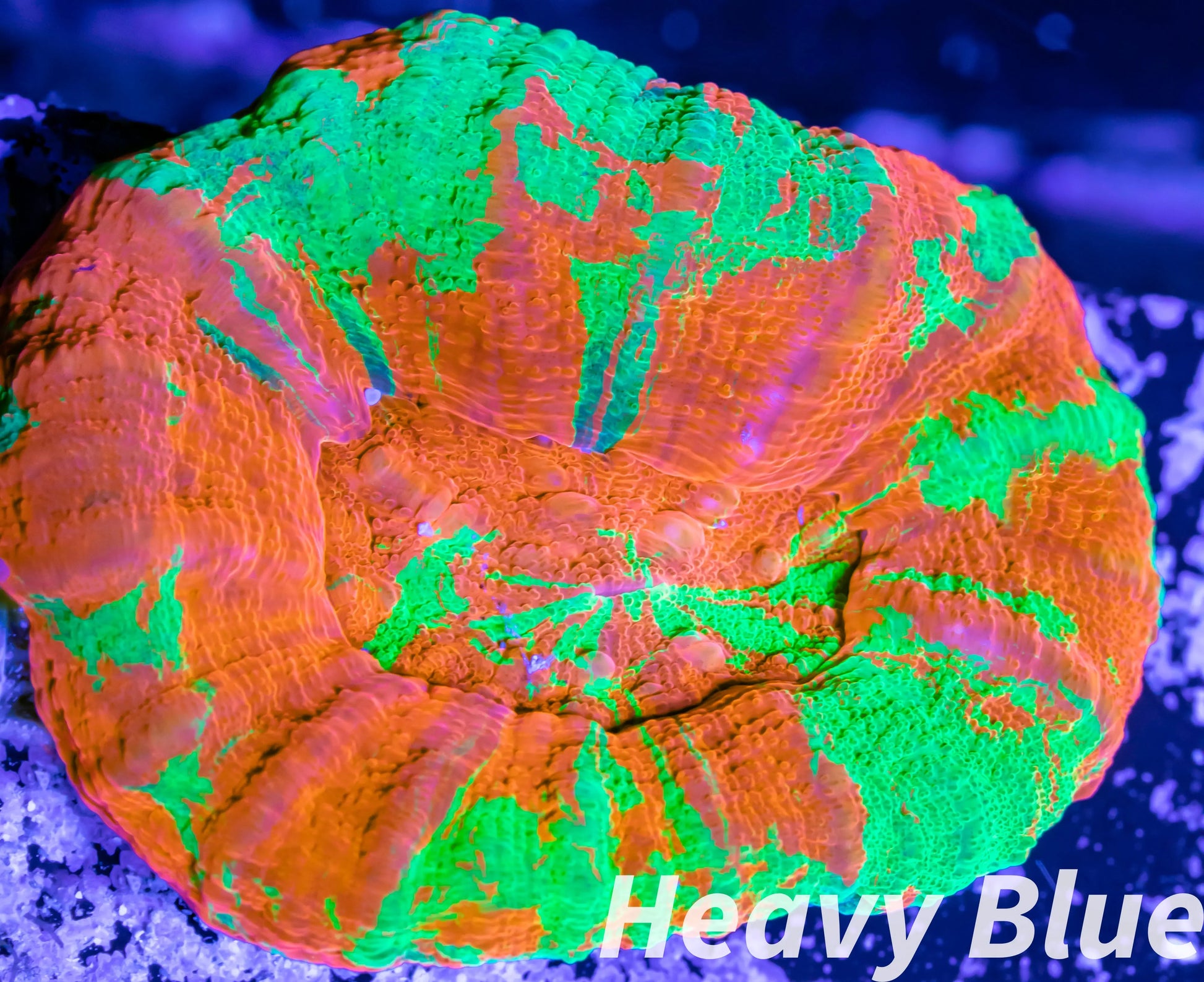LPS - Scolymia Australis- WYSIWYG Ultra Bleeding Apple Scoly Coral 3cm LPS - Scolymia Australis- WYSIWYG Ultra Bleeding Apple Scoly Coral 3cm LPS LPS - Scolymia Australis- WYSIWYG Ultra Bleeding Apple Scoly Coral 3cm Zeo Box Reef