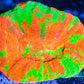 LPS - Scolymia Australis- WYSIWYG Ultra Bleeding Apple Scoly Coral 3cm LPS - Scolymia Australis- WYSIWYG Ultra Bleeding Apple Scoly Coral 3cm LPS LPS - Scolymia Australis- WYSIWYG Ultra Bleeding Apple Scoly Coral 3cm Zeo Box Reef