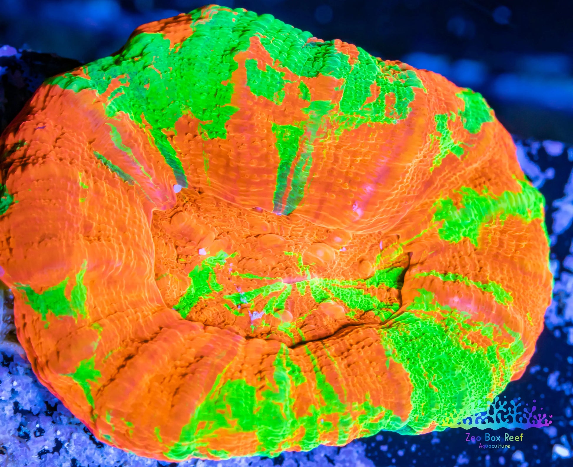 LPS - Scolymia Australis- WYSIWYG Ultra Bleeding Apple Scoly Coral 3cm LPS - Scolymia Australis- WYSIWYG Ultra Bleeding Apple Scoly Coral 3cm LPS LPS - Scolymia Australis- WYSIWYG Ultra Bleeding Apple Scoly Coral 3cm Zeo Box Reef