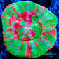LPS - Scolymia Australis- WYSIWYG Ultra Scoly Coral 3cm LPS - Scolymia Australis- WYSIWYG Ultra Scoly Coral 3cm LPS LPS - Scolymia Australis- WYSIWYG Ultra Scoly Coral 3cm Zeo Box Reef