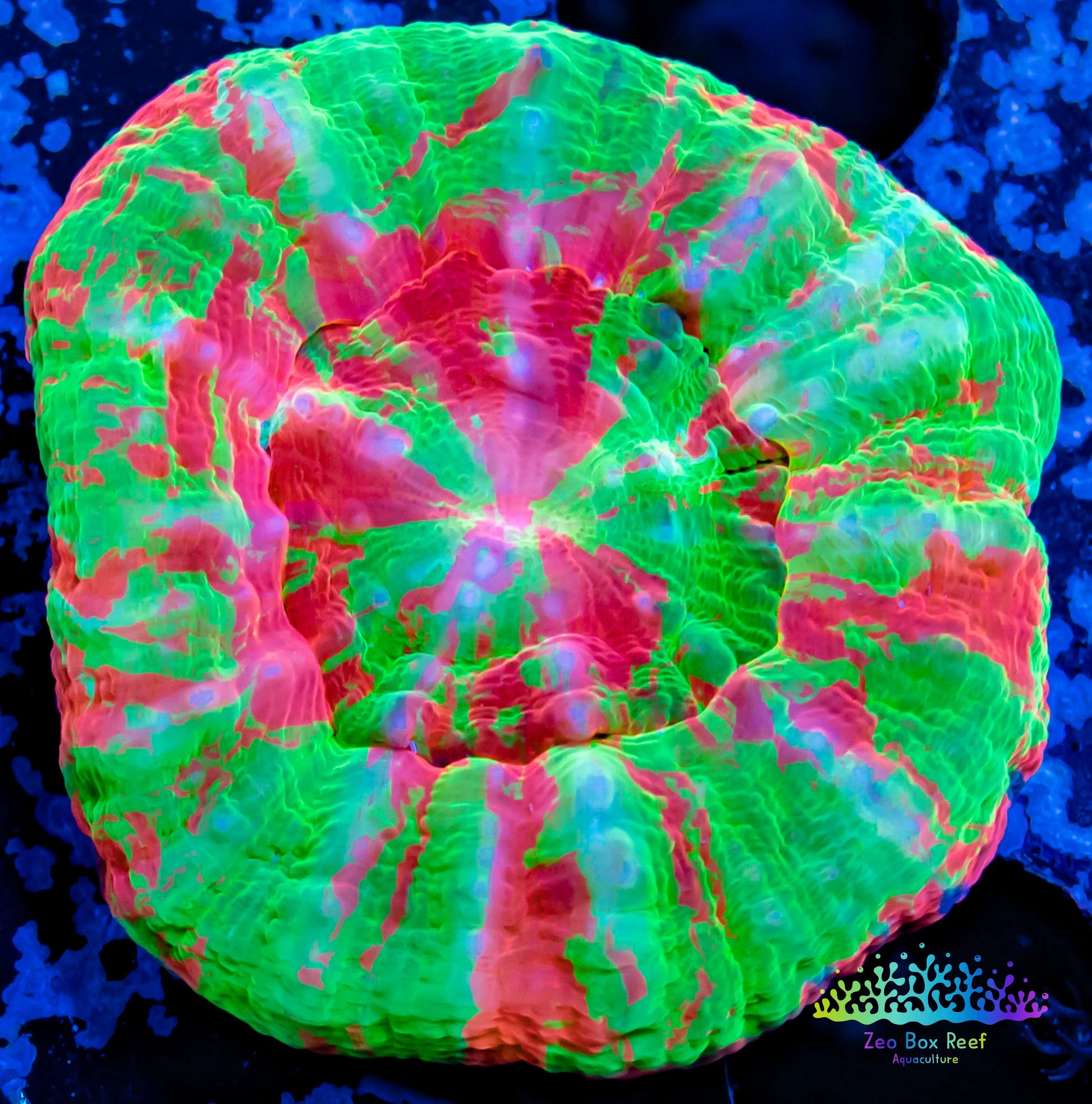 LPS - Scolymia Australis- WYSIWYG Ultra Scoly Coral 3cm LPS - Scolymia Australis- WYSIWYG Ultra Scoly Coral 3cm LPS LPS - Scolymia Australis- WYSIWYG Ultra Scoly Coral 3cm Zeo Box Reef