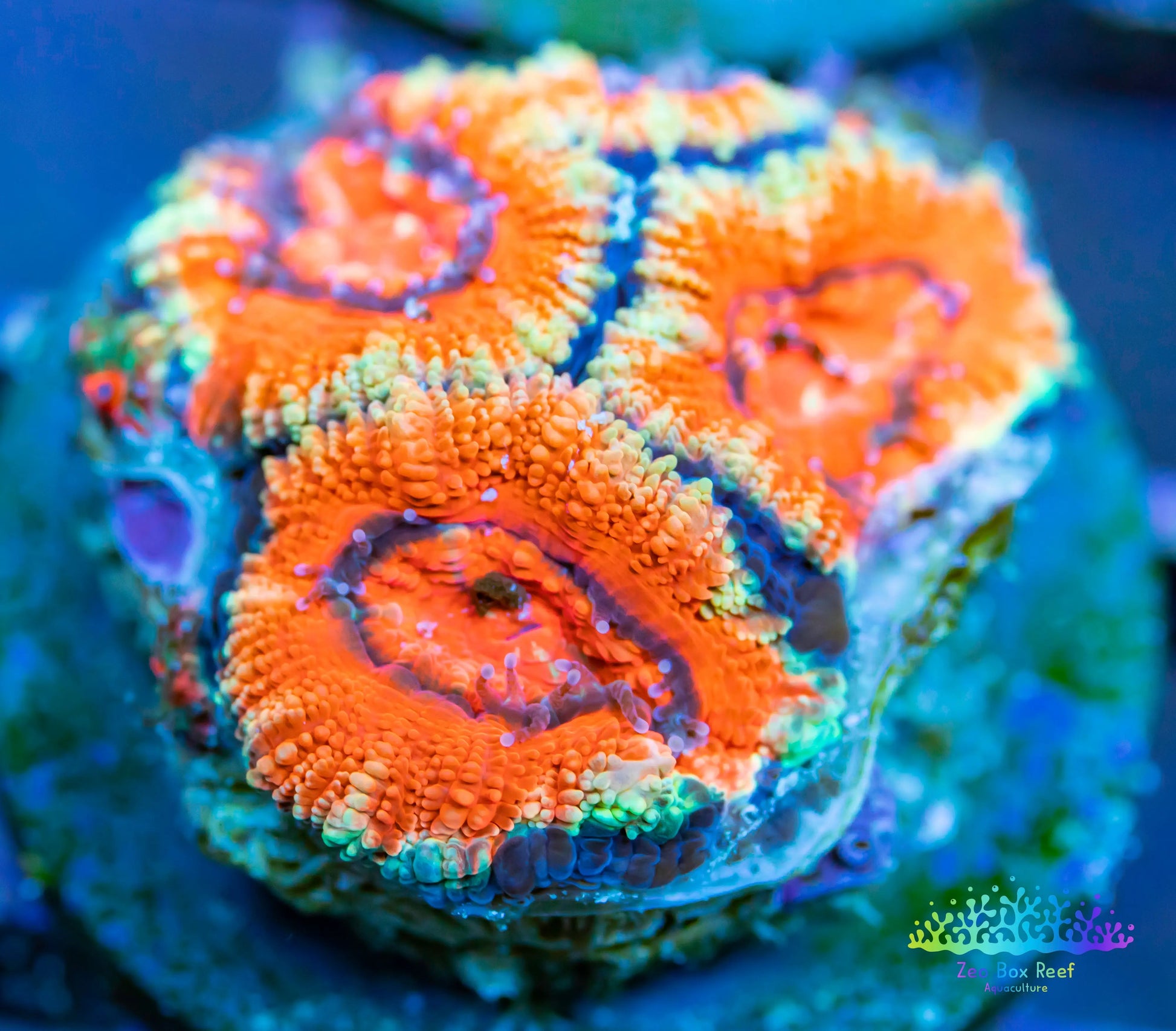 LPS - Ultra Acan Lord Frag- lordhowensis - Ultra Acan - Frag WYSIWYG LPS - Ultra Acan Lord Frag- lordhowensis - Ultra Acan - Frag WYSIWYG LPS LPS - Ultra Acan Lord Frag- lordhowensis - Ultra Acan - Frag WYSIWYG Zeo Box Reef