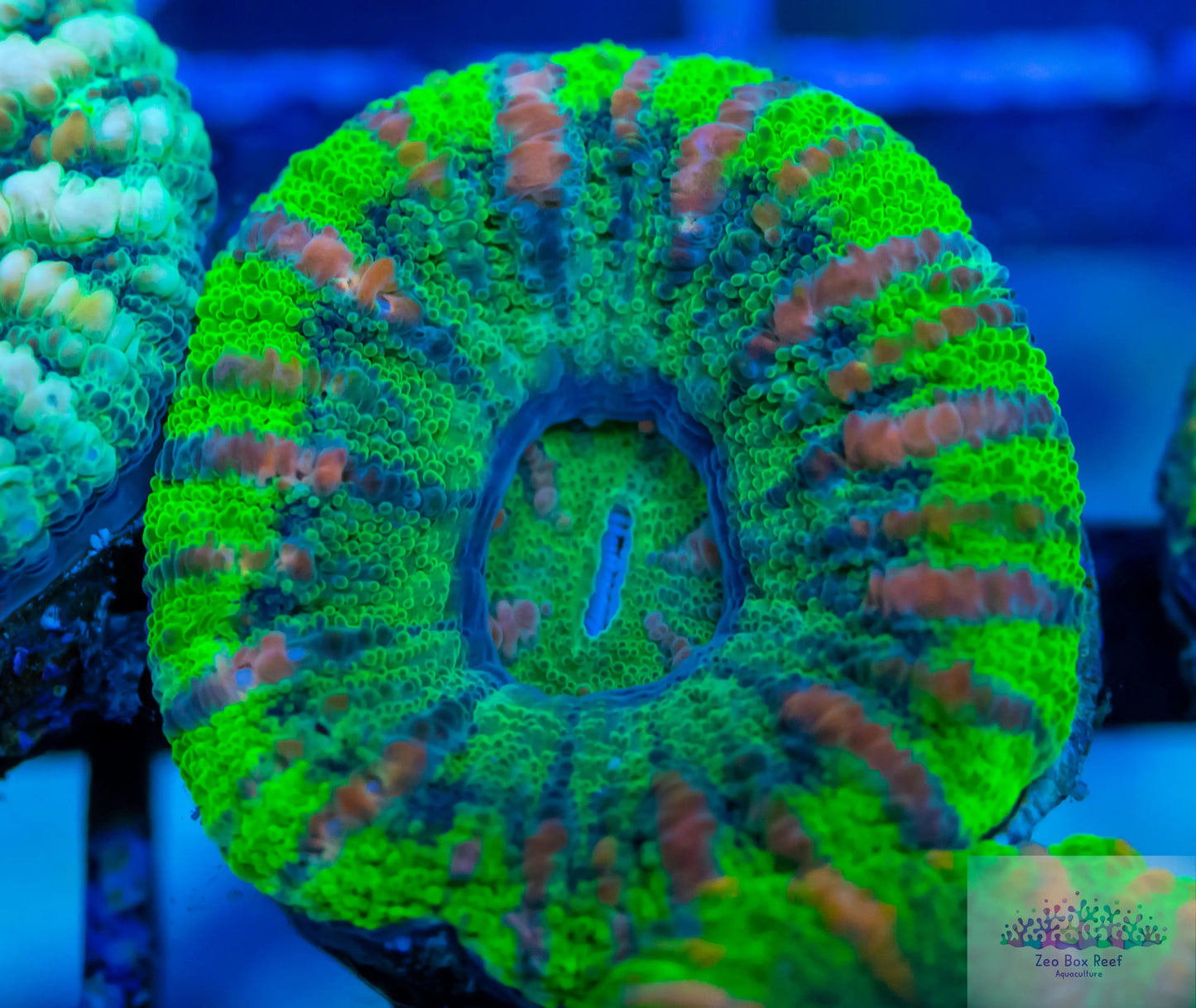 LPS - WA Ultra Green  Button Scolymia LPS - WA Ultra Green  Button Scolymia LPS LPS - WA Ultra Green  Button Scolymia Zeo Box Reef