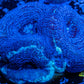 LPS -Acan- Lord- BowerBanki  Frag WYSIWYG LPS -Acan- Lord- BowerBanki  Frag WYSIWYG LPS LPS -Acan- Lord- BowerBanki  Frag WYSIWYG Zeo Box Reef