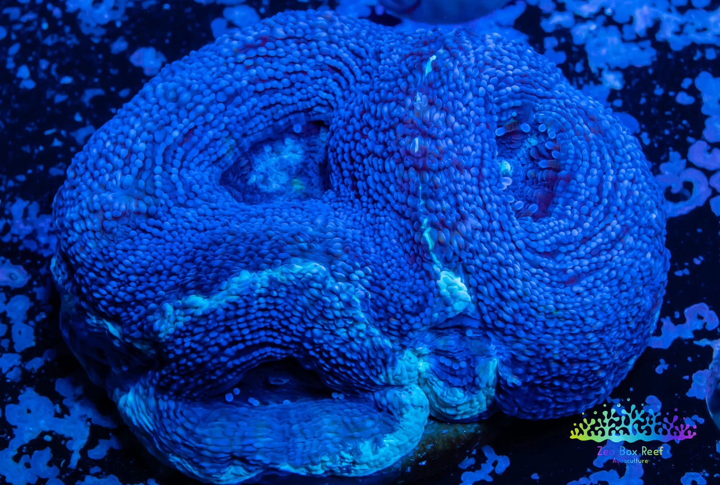 LPS -Acan- Lord- BowerBanki  Frag WYSIWYG LPS -Acan- Lord- BowerBanki  Frag WYSIWYG LPS LPS -Acan- Lord- BowerBanki  Frag WYSIWYG Zeo Box Reef