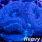 LPS -Acan- Lord- BowerBanki  Frag WYSIWYG LPS -Acan- Lord- BowerBanki  Frag WYSIWYG LPS LPS -Acan- Lord- BowerBanki  Frag WYSIWYG Zeo Box Reef