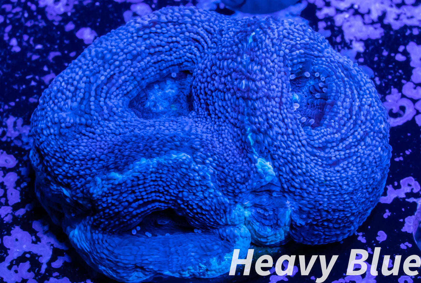 LPS -Acan- Lord- BowerBanki  Frag WYSIWYG LPS -Acan- Lord- BowerBanki  Frag WYSIWYG LPS LPS -Acan- Lord- BowerBanki  Frag WYSIWYG Zeo Box Reef