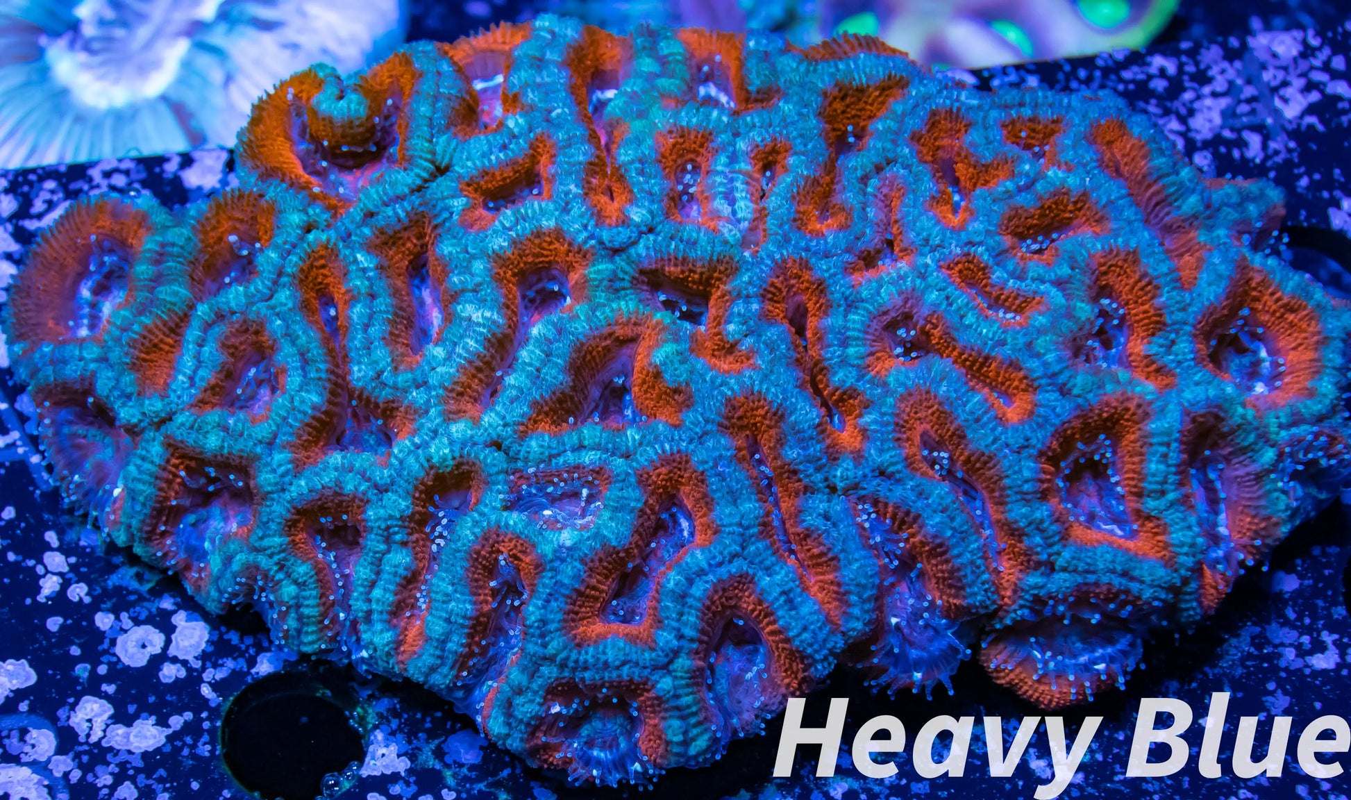 LPS -Acan- Lord- lordhowensis -  Acan Colony WYSIWYG 10cm LPS -Acan- Lord- lordhowensis -  Acan Colony WYSIWYG 10cm LPS LPS -Acan- Lord- lordhowensis -  Acan Colony WYSIWYG 10cm Zeo Box Reef