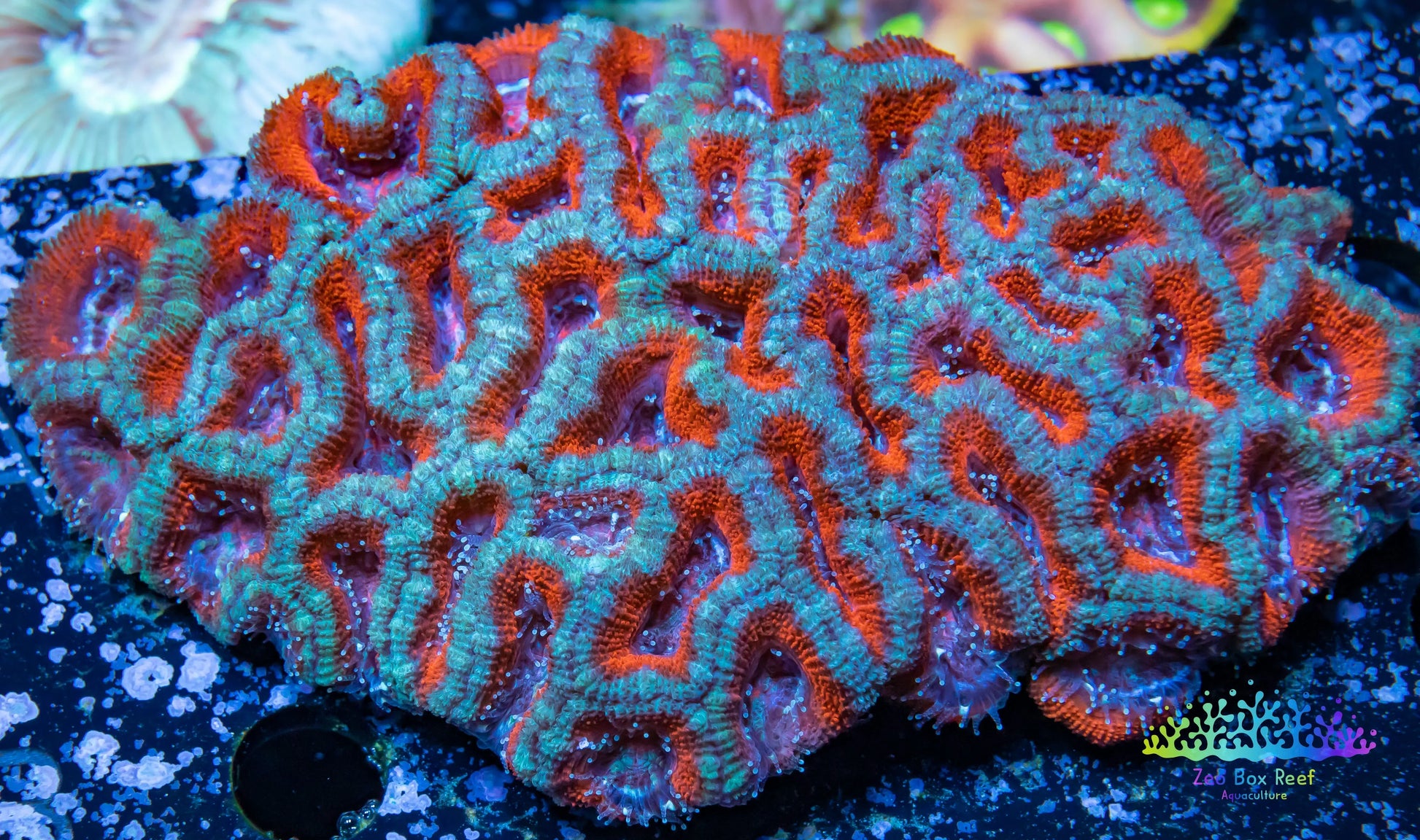 LPS -Acan- Lord- lordhowensis -  Acan Colony WYSIWYG 10cm LPS -Acan- Lord- lordhowensis -  Acan Colony WYSIWYG 10cm LPS LPS -Acan- Lord- lordhowensis -  Acan Colony WYSIWYG 10cm Zeo Box Reef