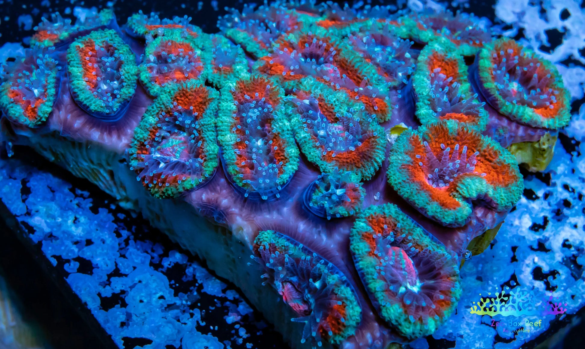 LPS -Acan- Lord- lordhowensis - Acan Colony WYSIWYG 5cm LPS -Acan- Lord- lordhowensis - Acan Colony WYSIWYG 5cm LPS LPS -Acan- Lord- lordhowensis - Acan Colony WYSIWYG 5cm Zeo Box Reef