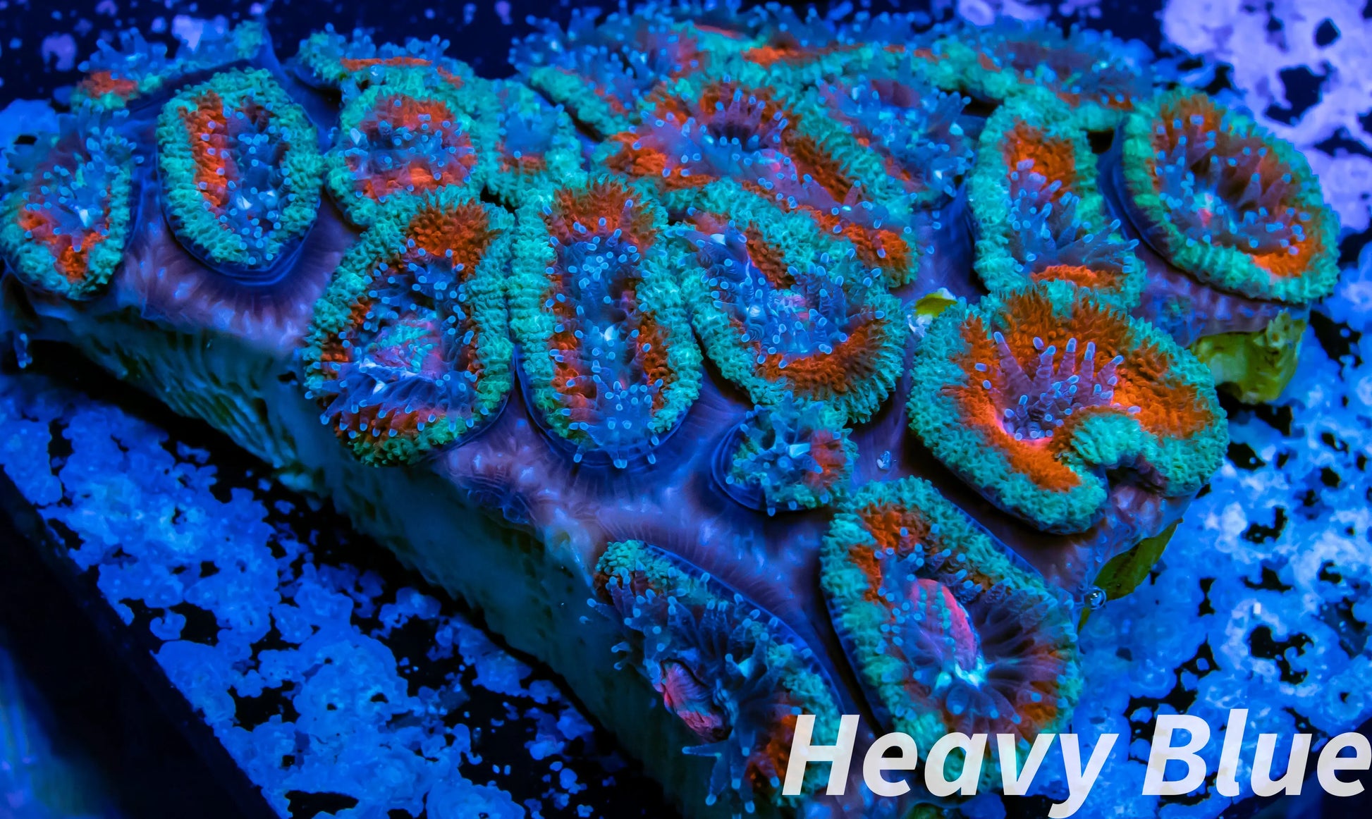 LPS -Acan- Lord- lordhowensis - Acan Colony WYSIWYG 5cm LPS -Acan- Lord- lordhowensis - Acan Colony WYSIWYG 5cm LPS LPS -Acan- Lord- lordhowensis - Acan Colony WYSIWYG 5cm Zeo Box Reef