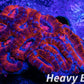 LPS -Acan- Lord- lordhowensis - Acan Colony WYSIWYG 8cm LPS -Acan- Lord- lordhowensis - Acan Colony WYSIWYG 8cm LPS LPS -Acan- Lord- lordhowensis - Acan Colony WYSIWYG 8cm Zeo Box Reef