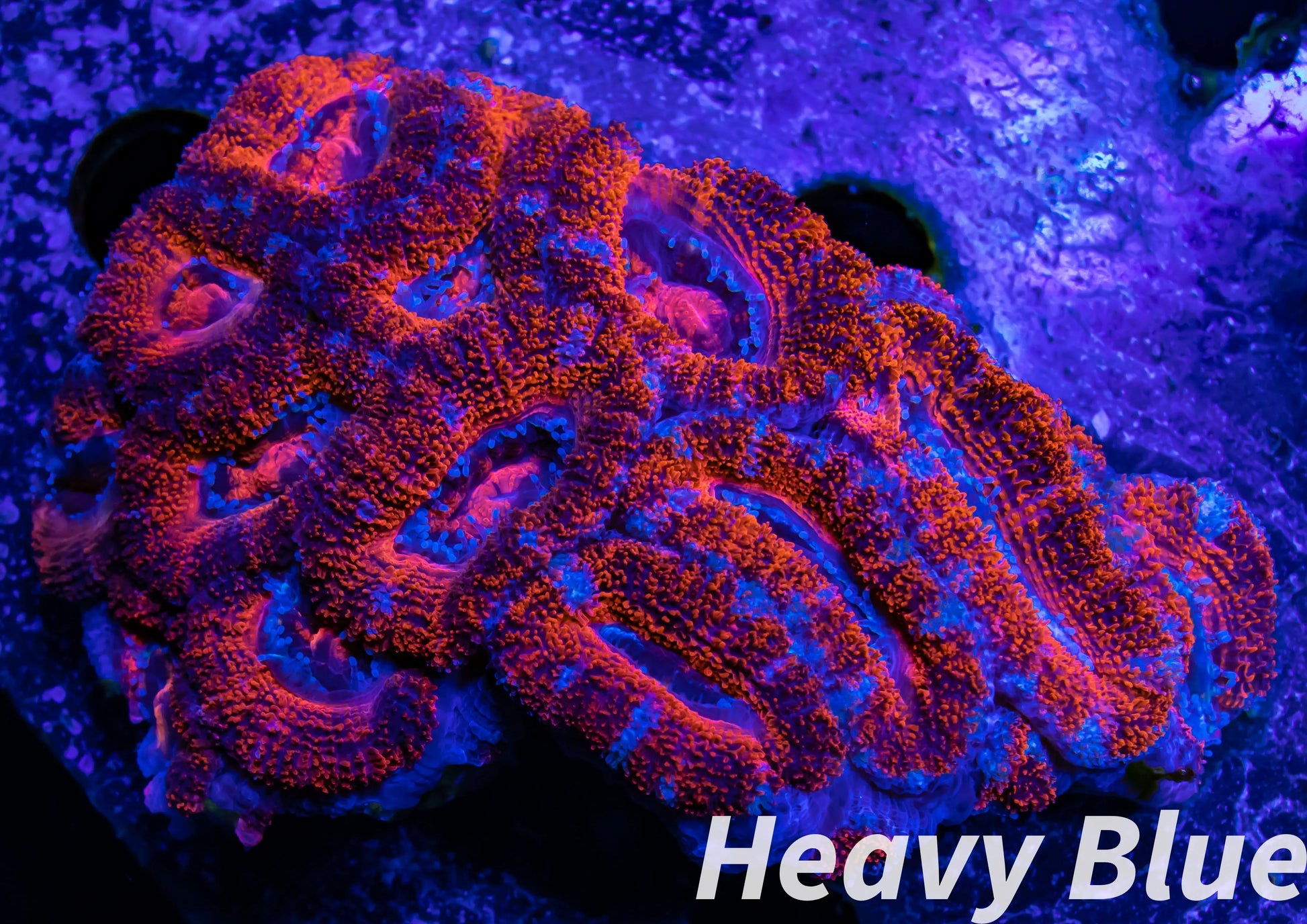 LPS -Acan- Lord- lordhowensis - Acan Colony WYSIWYG 8cm LPS -Acan- Lord- lordhowensis - Acan Colony WYSIWYG 8cm LPS LPS -Acan- Lord- lordhowensis - Acan Colony WYSIWYG 8cm Zeo Box Reef