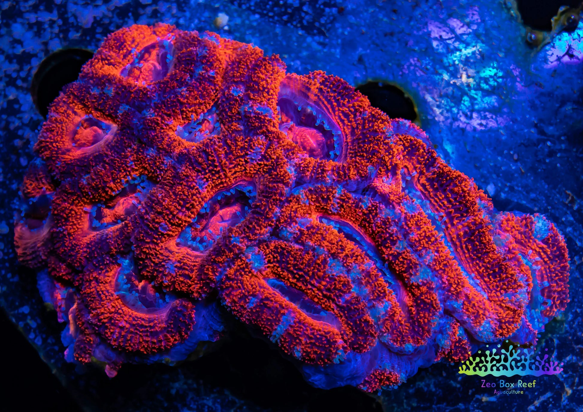 LPS -Acan- Lord- lordhowensis - Acan Colony WYSIWYG 8cm LPS -Acan- Lord- lordhowensis - Acan Colony WYSIWYG 8cm LPS LPS -Acan- Lord- lordhowensis - Acan Colony WYSIWYG 8cm Zeo Box Reef