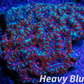 LPS -Acan- Lord- lordhowensis - Acan Colony WYSIWYG 8cm LPS -Acan- Lord- lordhowensis - Acan Colony WYSIWYG 8cm LPS LPS -Acan- Lord- lordhowensis - Acan Colony WYSIWYG 8cm Zeo Box Reef