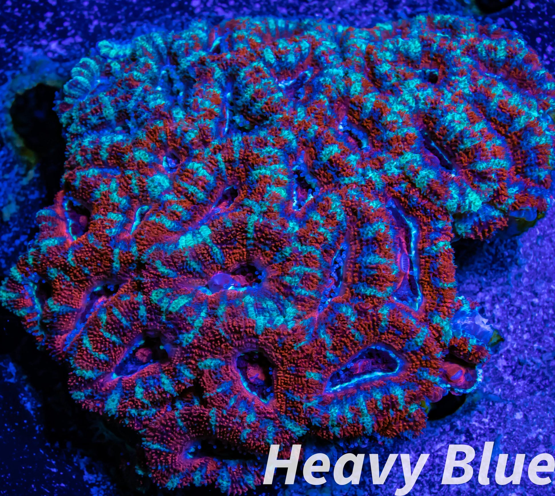 LPS -Acan- Lord- lordhowensis - Acan Colony WYSIWYG 8cm LPS -Acan- Lord- lordhowensis - Acan Colony WYSIWYG 8cm LPS LPS -Acan- Lord- lordhowensis - Acan Colony WYSIWYG 8cm Zeo Box Reef