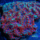 LPS -Acan- Lord- lordhowensis - Acan Colony WYSIWYG 8cm LPS -Acan- Lord- lordhowensis - Acan Colony WYSIWYG 8cm LPS LPS -Acan- Lord- lordhowensis - Acan Colony WYSIWYG 8cm Zeo Box Reef