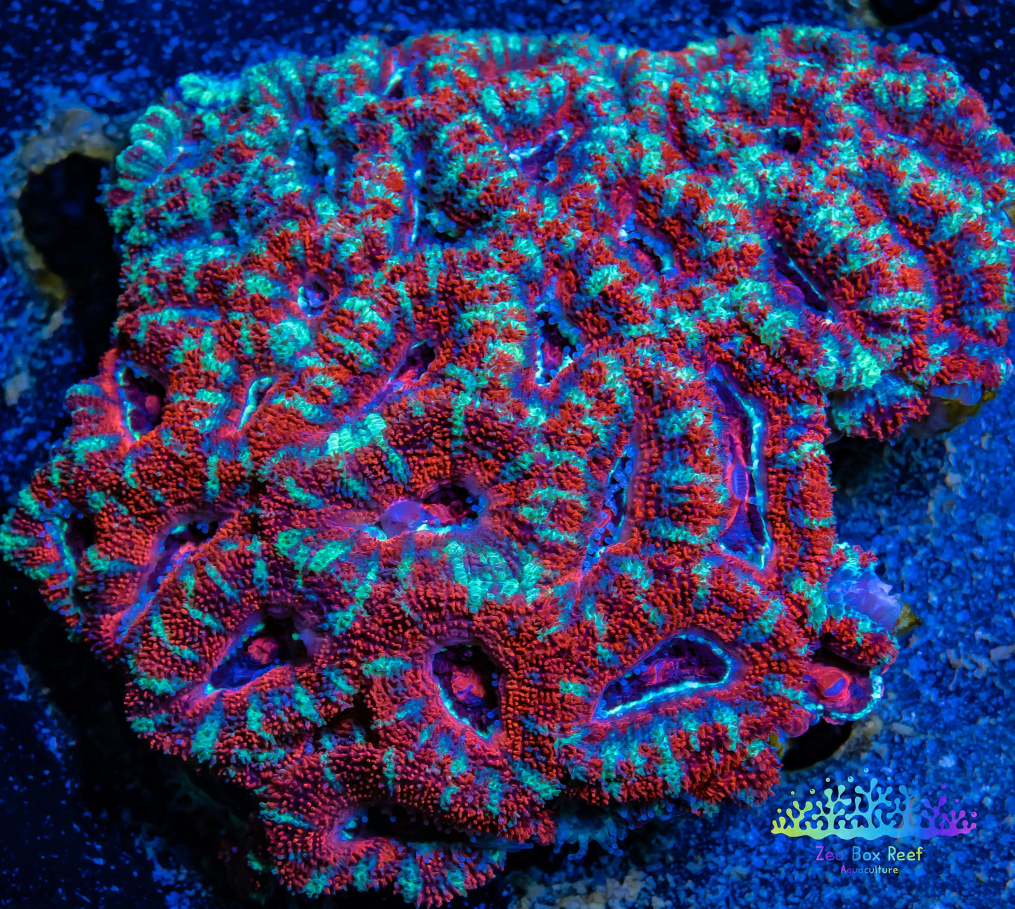 LPS -Acan- Lord- lordhowensis - Acan Colony WYSIWYG 8cm LPS -Acan- Lord- lordhowensis - Acan Colony WYSIWYG 8cm LPS LPS -Acan- Lord- lordhowensis - Acan Colony WYSIWYG 8cm Zeo Box Reef