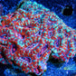 LPS -Acan- Lord- lordhowensis - Acan Colony WYSIWYG 8cm LPS -Acan- Lord- lordhowensis - Acan Colony WYSIWYG 8cm LPS LPS -Acan- Lord- lordhowensis - Acan Colony WYSIWYG 8cm Zeo Box Reef
