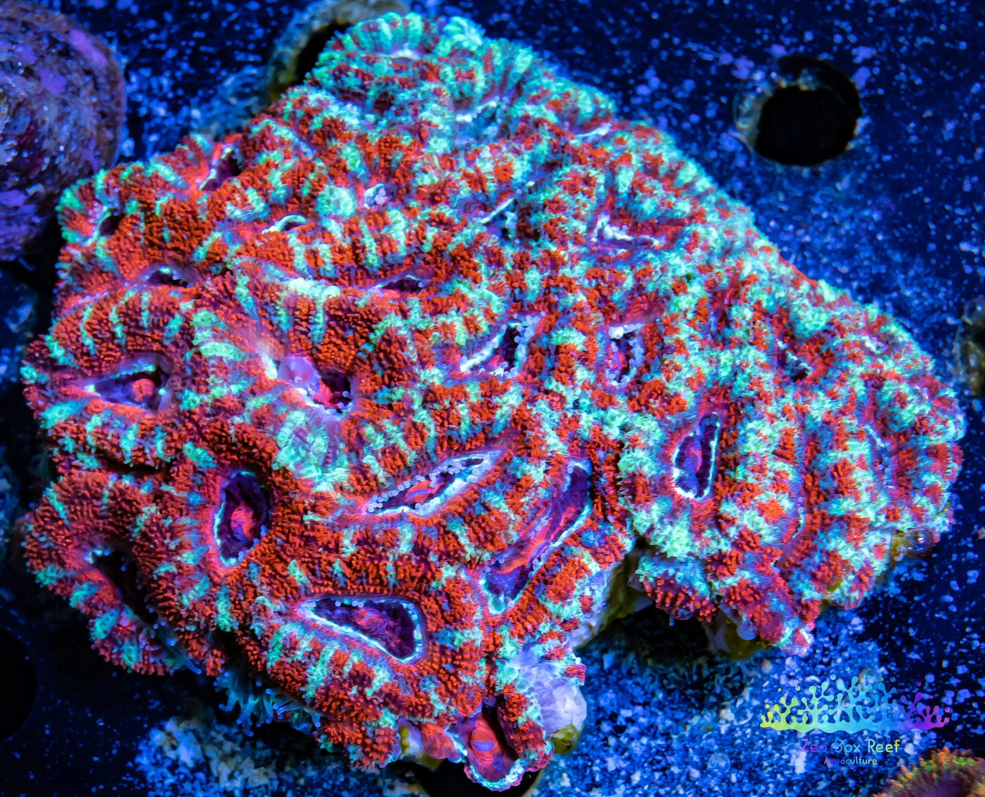 LPS -Acan- Lord- lordhowensis - Acan Colony WYSIWYG 8cm LPS -Acan- Lord- lordhowensis - Acan Colony WYSIWYG 8cm LPS LPS -Acan- Lord- lordhowensis - Acan Colony WYSIWYG 8cm Zeo Box Reef