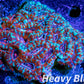 LPS -Acan- Lord- lordhowensis - Acan Colony WYSIWYG 8cm LPS -Acan- Lord- lordhowensis - Acan Colony WYSIWYG 8cm LPS LPS -Acan- Lord- lordhowensis - Acan Colony WYSIWYG 8cm Zeo Box Reef