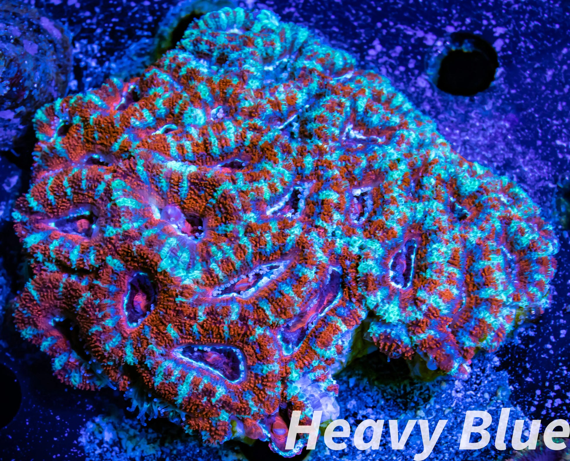 LPS -Acan- Lord- lordhowensis - Acan Colony WYSIWYG 8cm LPS -Acan- Lord- lordhowensis - Acan Colony WYSIWYG 8cm LPS LPS -Acan- Lord- lordhowensis - Acan Colony WYSIWYG 8cm Zeo Box Reef