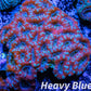 LPS -Acan- Lord- lordhowensis - Acan Colony WYSIWYG 8cm LPS -Acan- Lord- lordhowensis - Acan Colony WYSIWYG 8cm LPS LPS -Acan- Lord- lordhowensis - Acan Colony WYSIWYG 8cm Zeo Box Reef