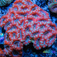 LPS -Acan- Lord- lordhowensis - Acan Colony WYSIWYG 8cm LPS -Acan- Lord- lordhowensis - Acan Colony WYSIWYG 8cm LPS LPS -Acan- Lord- lordhowensis - Acan Colony WYSIWYG 8cm Zeo Box Reef