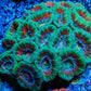 LPS -Acan- Lord- lordhowensis - Acan Colony WYSIWYG 8cm LPS -Acan- Lord- lordhowensis - Acan Colony WYSIWYG 8cm LPS LPS -Acan- Lord- lordhowensis - Acan Colony WYSIWYG 8cm Zeo Box Reef