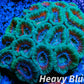 LPS -Acan- Lord- lordhowensis - Acan Colony WYSIWYG 8cm LPS -Acan- Lord- lordhowensis - Acan Colony WYSIWYG 8cm LPS LPS -Acan- Lord- lordhowensis - Acan Colony WYSIWYG 8cm Zeo Box Reef