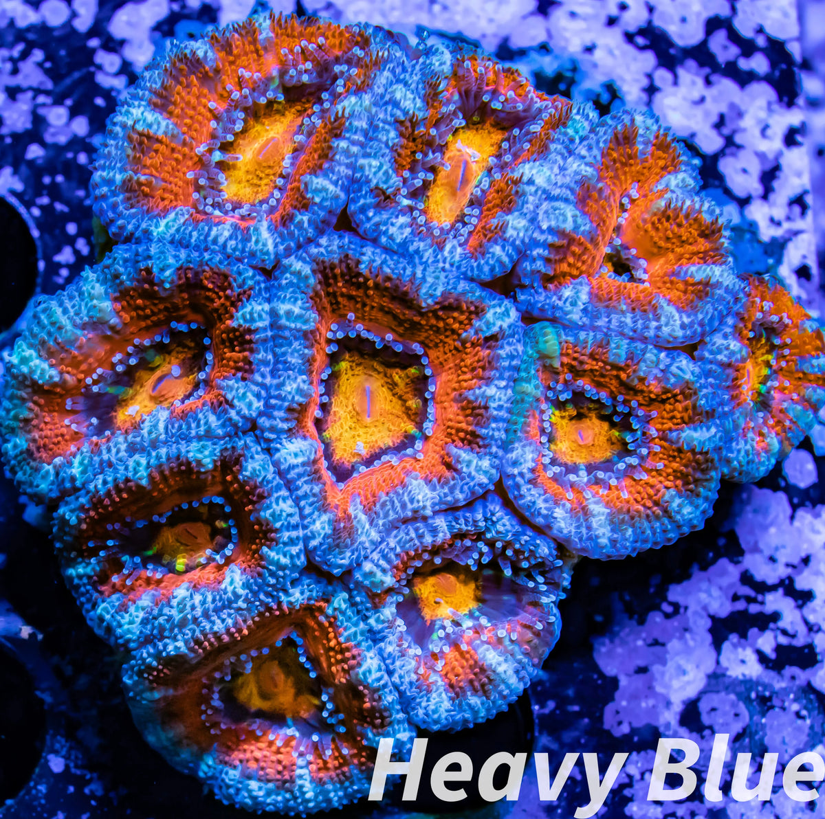 Ultr LPS -Acan- Lord- lordhowensis - Ultr Rainbow Acan Colony WYSIWYG 5cm ...